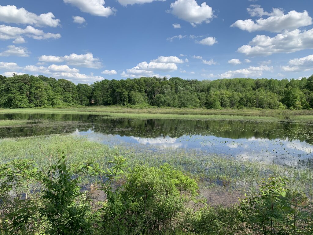Scotia Barrens has natural ponds that are popular with waterfowl and serve as breeding grounds for amphibians. (Centre