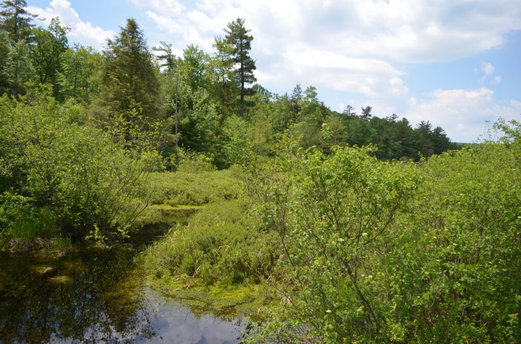 The swamp at Bear Meadows is home to many rare plant species. (Centre County Historical Society)