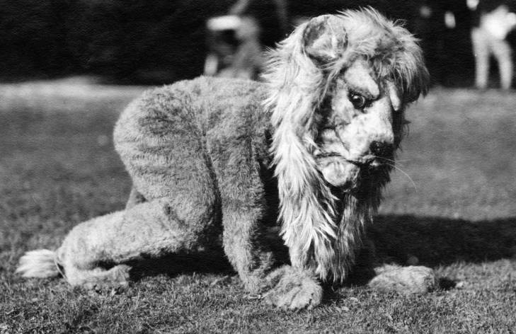 The original Nittany Lion mascot dressed as an African Lion. (Penn State Archives)