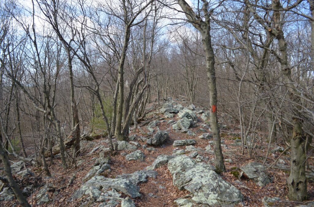 The Mid State Trail runs through Rothrock State Forest. (Centre County Historical Society)
