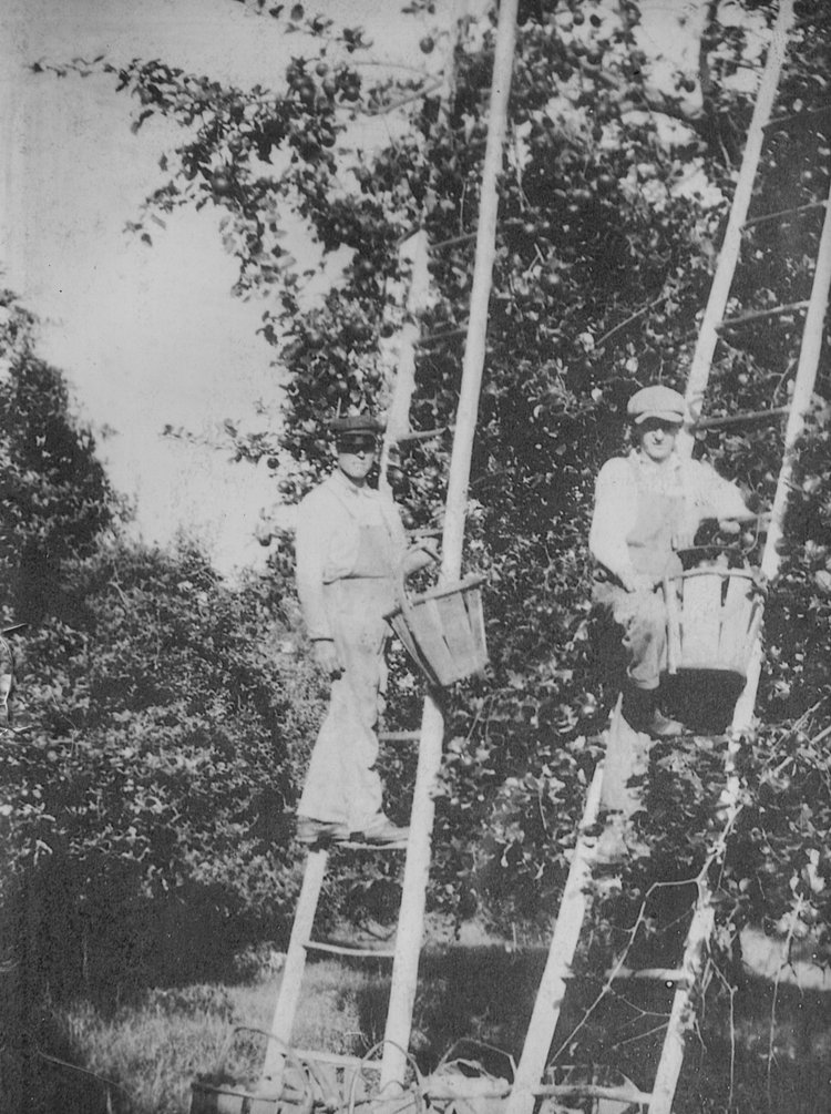 D.H. Way and an employee picking apples in 1915. (Way family photograph)