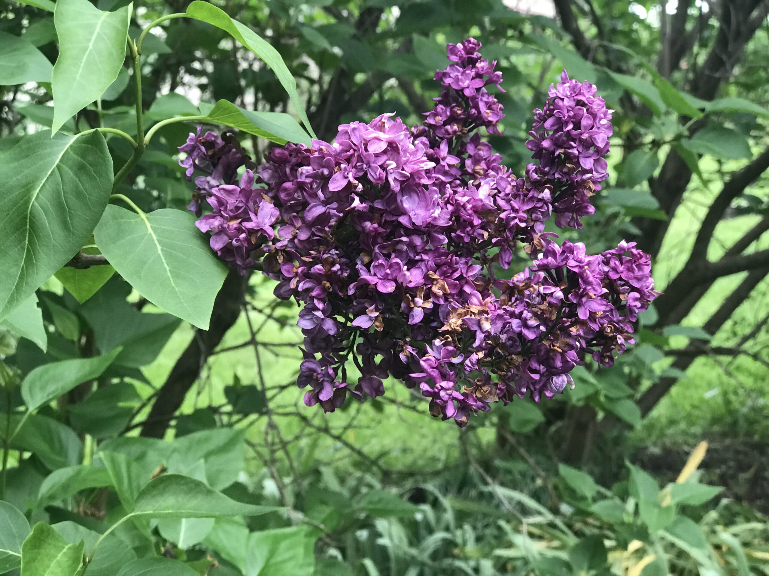 #2 Laura’s Lilac Bower