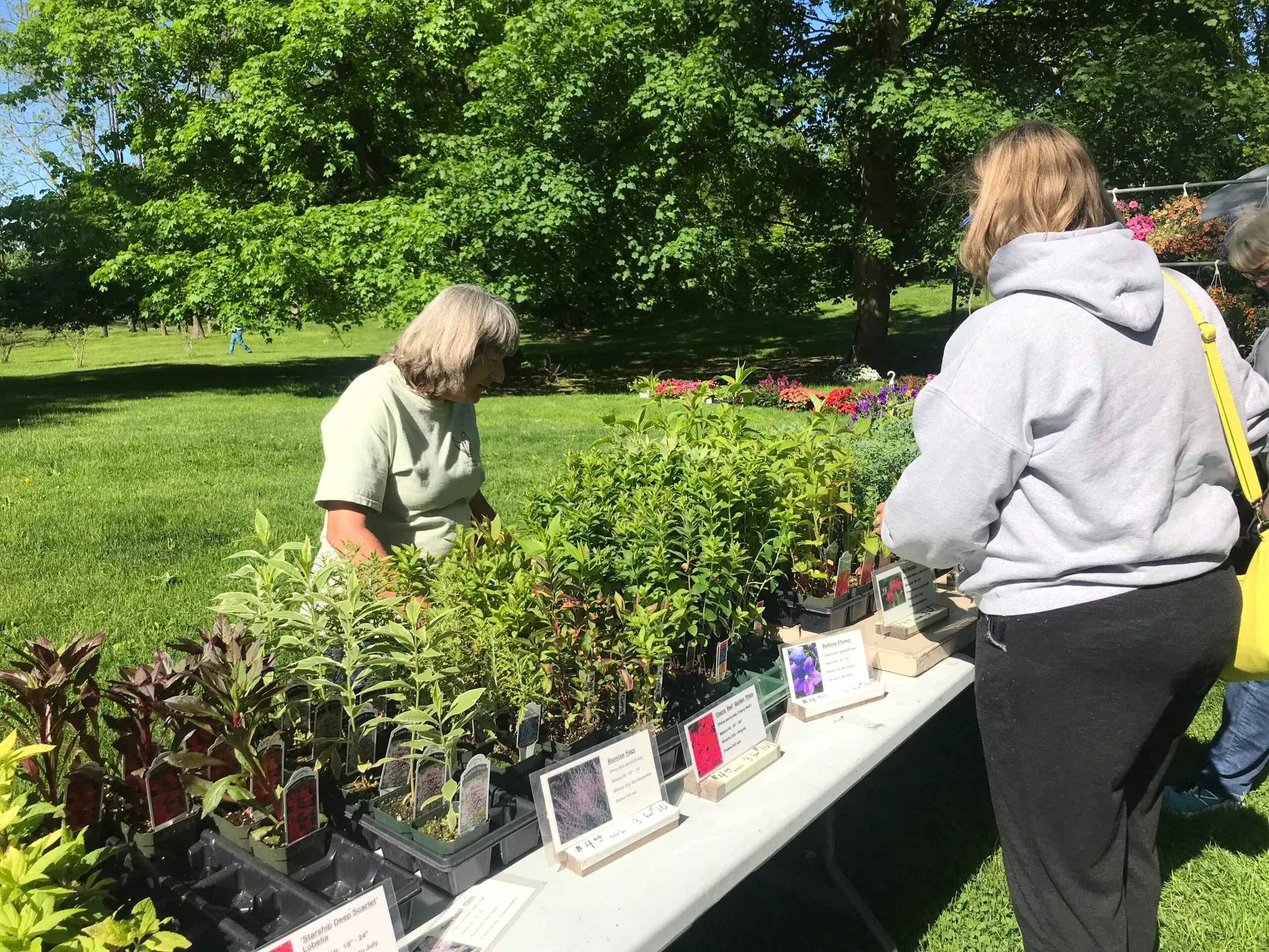 Rose Franklin's Perennials